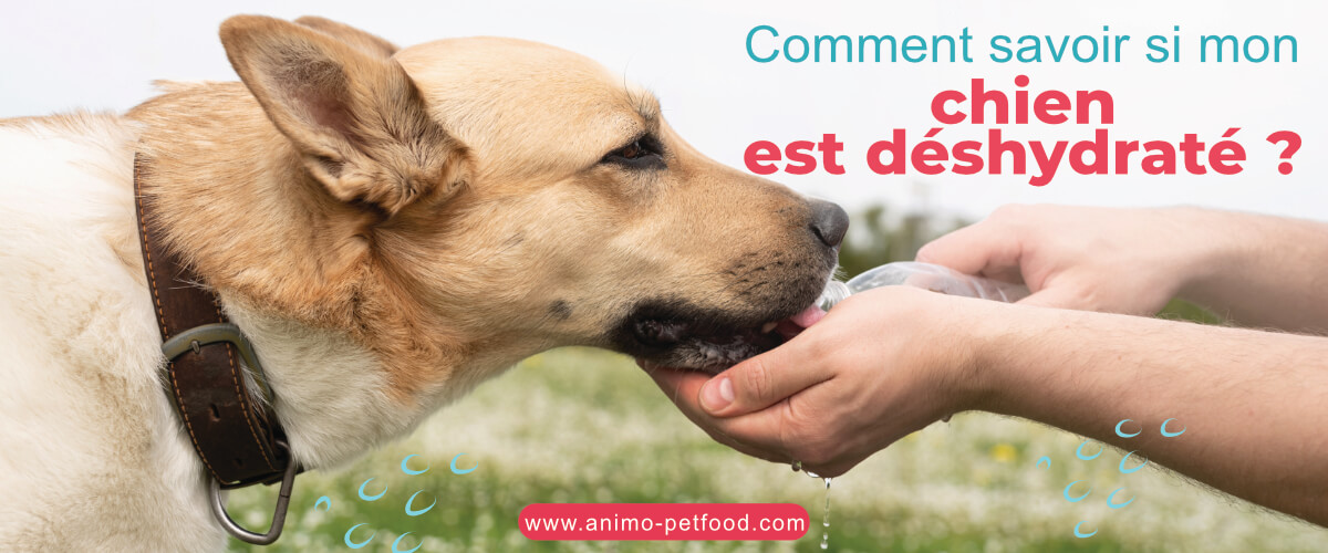 Mon chien est-il déshydraté